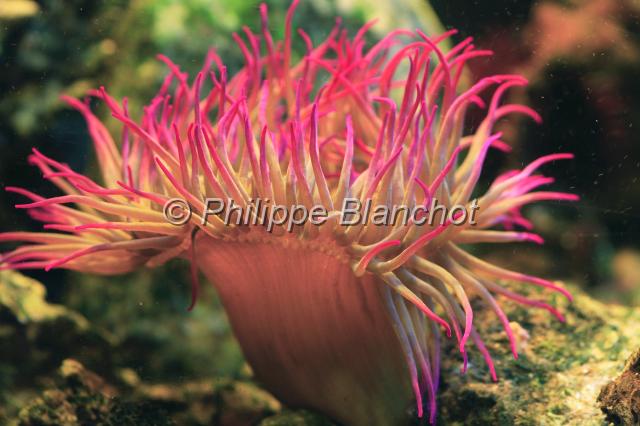 espagne catalogne 10.JPG - Anémone de merAnemonia sulcataAnimalia, Cnidaria, Anthozoa, Actiniaria, ActiniidaeParc naturel du Delta de l'EbreCatalogne, Espagne